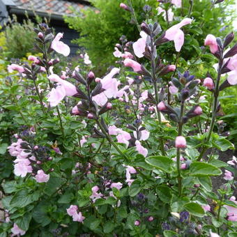 Salvia microphylla 'Blind Faith'