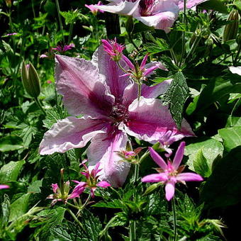 Clematis 'Pink Fantasy'