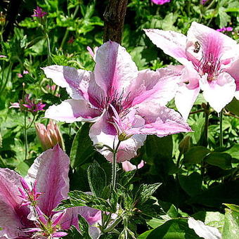 Clematis 'Pink Fantasy'