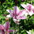 Clematis 'Pink Fantasy'