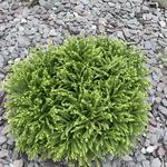 Cryptomeria japonica 'Globosa Nana' - 