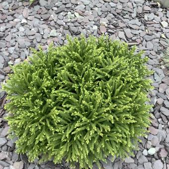 Cryptomeria japonica 'Globosa Nana'