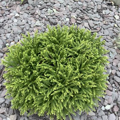 Cryptomeria japonica 'Globosa Nana' - 