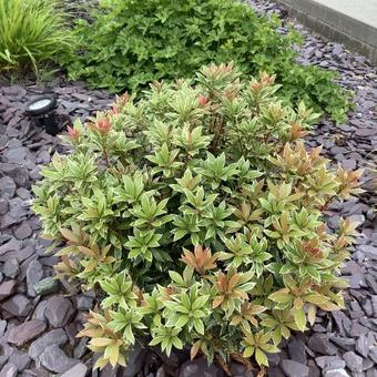 Pieris japonica 'Little Heath'