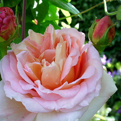 Rosa 'Abraham Darby' - 