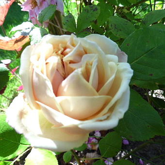 Rosa 'Gloire de Dijon'