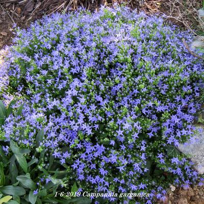 Campanule étoilée - Campanula garganica