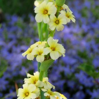 Sisyrinchium striatum