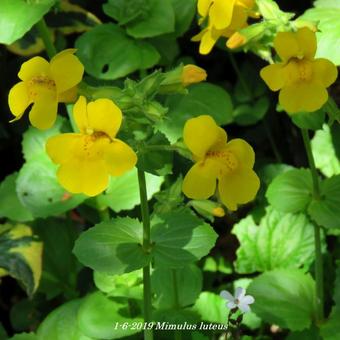 Mimulus luteus