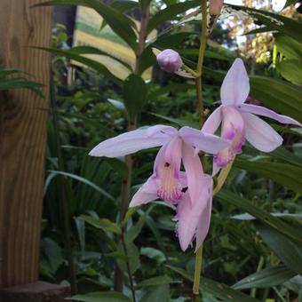 Bletilla striata