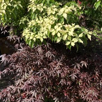 Acer palmatum 'Trompenburg'