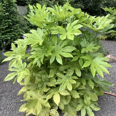 Fatsia japonica - Zimmeraralie - Fatsia japonica