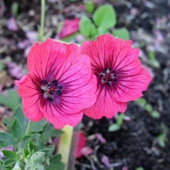 Geranium cinereum 'Jolly Jewel Salmon'