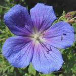 Geranium himalayense 'Baby Blue' - Geranium himalayense 'Baby Blue'