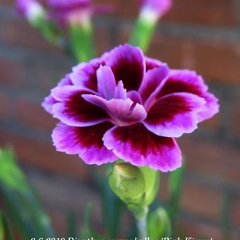 Dianthus caryophyllus 'Pink Kisses'