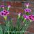 Dianthus caryophyllus 'Pink Kisses'