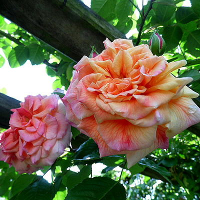 Rosa 'Aloha' Kordes - 