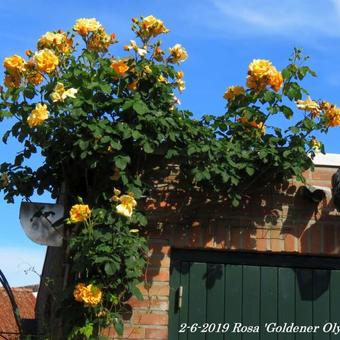 Rosa 'Goldener Olymp'