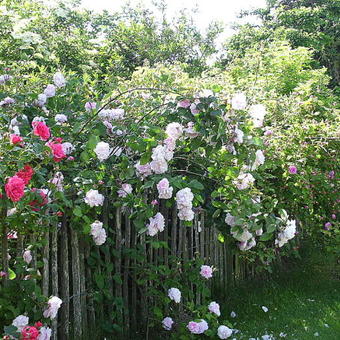 Rosa 'Fantin-Latour'