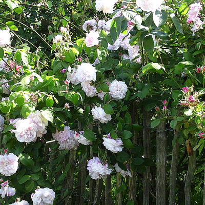 Rosa 'Fantin-Latour' - 