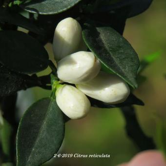 Citrus reticulata