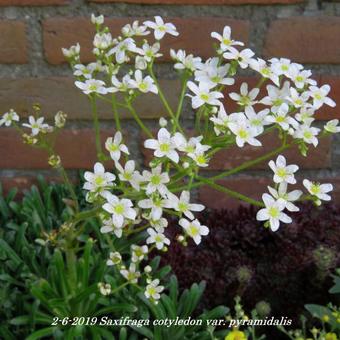 Saxifraga cotyledon var. pyramidalis