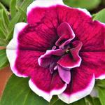 Petunia 'Magenta Picotée' - 