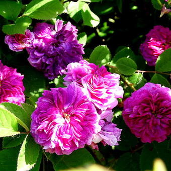 Rosa 'Russelliana'