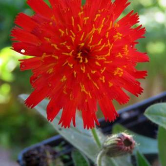 Pilosella aurantiaca