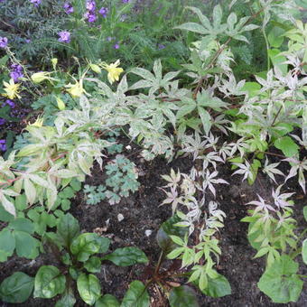 Acer palmatum 'Ukigumo'