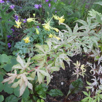 Acer palmatum 'Ukigumo'