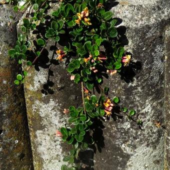 Lonicera crassifolia 'Little Honey'