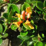 Lonicera crassifolia 'Little Honey' - 