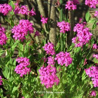 Silene armeria