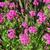 Silene armeria