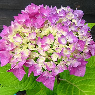 Hydrangea macrophylla FLAIR & FLAVOUR 'Sweet Cupcake' - 