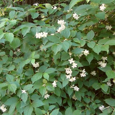 Philadelphus - 