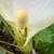 Arum italicum