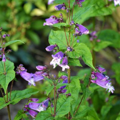 Penstemon smallii - 