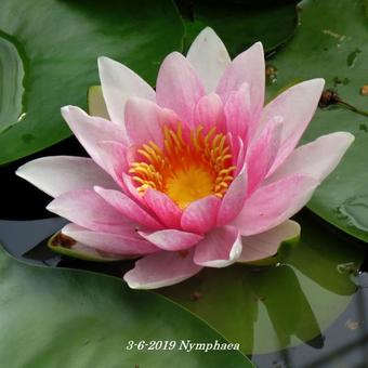 Nymphaea