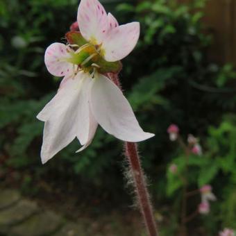 Saxifraga stolonifera 'Cuscutiformis'