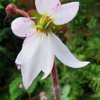 Saxifraga stolonifera 'Cuscutiformis'