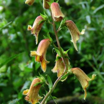 Digitalis obscura