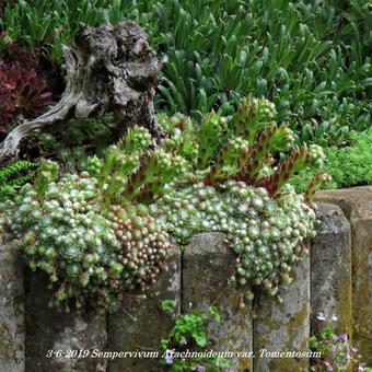 Sempervivum arachnoideum var. Tomentosum