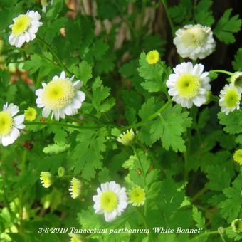 Tanacetum parthenium 'White Bonnet'