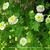 Tanacetum parthenium 'White Bonnet'