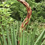 Yucca gloriosa var. tristis - Yucca gloriosa var. recurvifolia