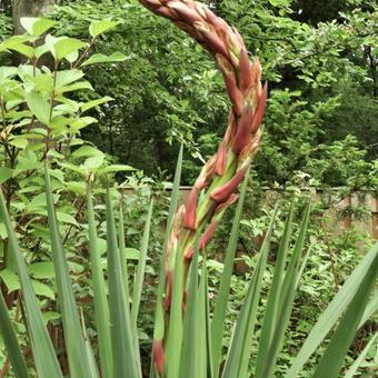 Yucca gloriosa var. tristis