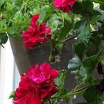 Pelargonium peltatum - 