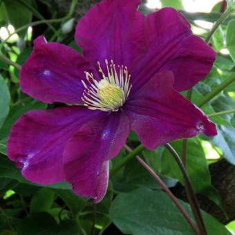 Clematis 'Niobe'